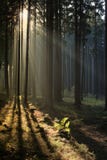 Misty Forest Royalty Free Stock Photos Misty Forest Royalty Free Stock Photos