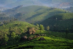 Misty Lockhart Tea Park och gods i ottan, Munnar, Kerala, Indien arkivfoto Misty Lockhart Tea Park och gods i ottan, Munnar, Kerala, Indien arkivfoto