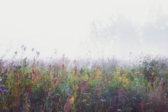 Misty Morning In The Meadow stock photography Misty Morning In The Meadow stock photography