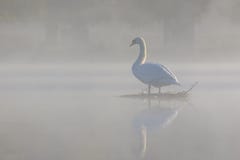 Misty Mute Swan