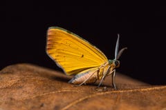 Mite sur la feuille sèche images libres de droits Mite sur la feuille sèche images libres de droits