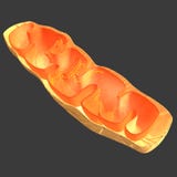 Mitochondria Royalty Free Stock Photos Mitochondria Royalty Free Stock Photos