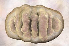 Mitochondrion, cellular ogranelles which produce energy royalty free illustration Mitochondrion, cellular ogranelles which produce energy royalty free illustration