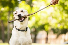 Mixed Breed Dog Chewing A Stick Royalty Free Stock Image
