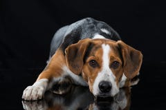 Mixed breed dog on black background Stock Photos Mixed breed dog on black background Stock Photos