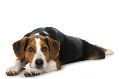 Mixed breed dog on white background Royalty Free Stock Image Mixed breed dog on white background Royalty Free Stock Image