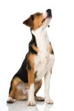 Mixed breed dog on white background Royalty Free Stock Photography Mixed breed dog on white background Royalty Free Stock Photography