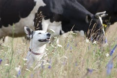 Mixed Breed White Dog & Cows Royalty Free Stock Images