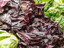 Mixed lettuces and cabbages on display in the local market royalty free stock photos Mixed lettuces and cabbages on display in the local market royalty free stock photos