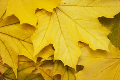 Mixture Of Autumn Leaves Royalty Free Stock Images Mixture Of Autumn Leaves Royalty Free Stock Images