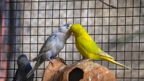 Miłość ptaki Budgie obraz stock Miłość ptaki Budgie obraz stock