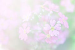 Mjuk fokus på blomman Söt färg av kronbladet i suddig stil tillbaka royaltyfri fotografi Mjuk fokus på blomman Söt färg av kronbladet i suddig stil tillbaka royaltyfri fotografi