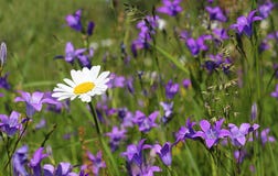 Mnóstwo bluebells i stokrotki rozkładali się na łące fotografia stock Mnóstwo bluebells i stokrotki rozkładali się na łące fotografia stock