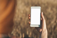 Mock up of the smartphone in the hand of the girl, on the background of the field. royalty free stock photo Mock up of the smartphone in the hand of the girl, on the background of the field. royalty free stock photo