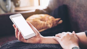 Mockup Image Of A Woman`s Hand Holding White Mobile Phone With Blank Screen And A Sleeping Brown Cat I Stock Images