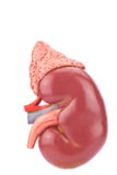 Model human kidney outside