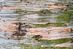 Modello del primo piano della corteccia di betulla fotografie stock libere da diritti Modello del primo piano della corteccia di betulla fotografie stock libere da diritti
