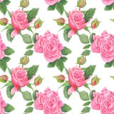 Modello elegante misero dell'acquerello royalty illustrazione gratis Modello elegante misero dell'acquerello royalty illustrazione gratis