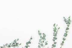 Modello floreale delle foglie dell'eucalyptus isolate su fondo bianco Disposizione piana, vista superiore fotografie stock libere da diritti Modello floreale delle foglie dell'eucalyptus isolate su fondo bianco Disposizione piana, vista superiore fotografie stock libere da diritti