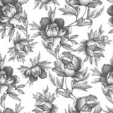 Modello monocromatico grigio senza cuciture floreale d'annata con le peonie di fioritura, su fondo bianco Illust disegnato a mano Immagini Stock Libere da Diritti Modello monocromatico grigio senza cuciture floreale d'annata con le peonie di fioritura, su fondo bianco Illust disegnato a mano Immagini Stock Libere da Diritti