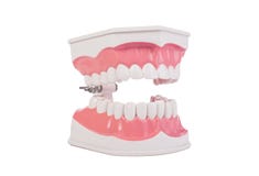 Modelo anatómico de los dientes humanos blancos sanos odontología foto de archivo libre de regalías Modelo anatómico de los dientes humanos blancos sanos odontología foto de archivo libre de regalías