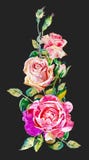 Modelo de las rosas del rosa del vintage de la acuarela aislado en oscuridad Imagen de archivo libre de regalías Modelo de las rosas del rosa del vintage de la acuarela aislado en oscuridad Imagen de archivo libre de regalías