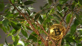 Modelo de oro del pago Bitcoin de Digitaces contra Houseplant Modelo de oro del pago Bitcoin de Digitaces contra Houseplant