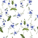 Modelo inconsútil azul de la flor o de la nomeolvides del verano Ilustración de la acuarela ilustración del vector Modelo inconsútil azul de la flor o de la nomeolvides del verano Ilustración de la acuarela ilustración del vector