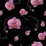 Modelo inconsútil de las orquídeas púrpuras dibujadas mano de la acuarela en ilustración del vector Modelo inconsútil de las orquídeas púrpuras dibujadas mano de la acuarela en ilustración del vector