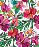 Modelo tropical del vector stock de ilustración Modelo tropical del vector stock de ilustración