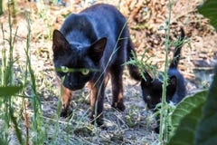 Moderkatt och behandla som ett barnkattungen Royaltyfri Bild Moderkatt och behandla som ett barnkattungen Royaltyfri Bild