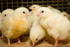 Modern Chicken Farm, Production Of White Meat Royalty Free Stock Images Modern Chicken Farm, Production Of White Meat Royalty Free Stock Images