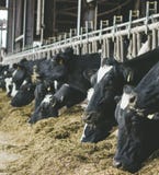 Modern farm cowshed with milking cows eating hay stock image Modern farm cowshed with milking cows eating hay stock image