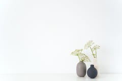 Modern indoor interior. Gray, black and white vases with Aegopodium bouquet on table on white background. Cute soft home