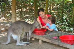 Modern och barnet matar en grå känguru i Queensland Australien royaltyfri bild Modern och barnet matar en grå känguru i Queensland Australien royaltyfri bild