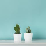 Modern room decoration. Collection of various potted cactus house plants on white shelf against pastel turquoise colored wall. royalty free stock images Modern room decoration. Collection of various potted cactus house plants on white shelf against pastel turquoise colored wall. royalty free stock images