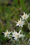 The modest alpine edelweiss flower against stock image The modest alpine edelweiss flower against stock image