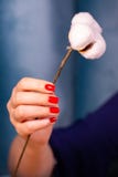 Modny delikatny wiosna manicure Kobiet r?ki z gwo?dzia projektem fotografia royalty free Modny delikatny wiosna manicure Kobiet r?ki z gwo?dzia projektem fotografia royalty free