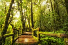 Modo della passeggiata della foresta pluviale, Ang Ka Nature Trail immagini stock Modo della passeggiata della foresta pluviale, Ang Ka Nature Trail immagini stock