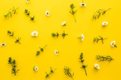 Modèle floral des wildflowers blancs, feuilles vertes, branches sur un fond jaune Appartement, vue supérieure Configuration de fl image stock Modèle floral des wildflowers blancs, feuilles vertes, branches sur un fond jaune Appartement, vue supérieure Configuration de fl image stock
