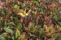 Modèle : Le Croton part du fond photos libres de droits Modèle : Le Croton part du fond photos libres de droits