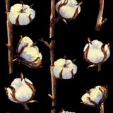 Modèle sans couture des inflorescences de coton et de brins sur un fond noir Illustration d'aquarelle illustration libre de droits Modèle sans couture des inflorescences de coton et de brins sur un fond noir Illustration d'aquarelle illustration libre de droits