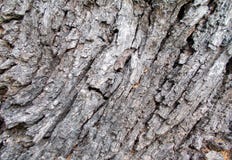 Modèles de texture d'écorce d'arbre, écorce en bois pour des milieux décoration, cortex photo libre de droits Modèles de texture d'écorce d'arbre, écorce en bois pour des milieux décoration, cortex photo libre de droits