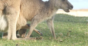 Moeder en Joey Kangaroo Wallaby Marsupial Animal Australië stock videobeelden Moeder en Joey Kangaroo Wallaby Marsupial Animal Australië stock videobeelden
