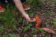 Moedige Eekhoorn de eekhoorn kiest de grootste noot van de menselijke palm gezellige vriendschappelijke dieren in het stadspark stock fotografie Moedige Eekhoorn de eekhoorn kiest de grootste noot van de menselijke palm gezellige vriendschappelijke dieren in het stadspark stock fotografie