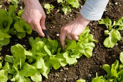 Moestuin