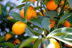 Mogna orange mandariner på filialerna med gröna sidor arkivfoton Mogna orange mandariner på filialerna med gröna sidor arkivfoton