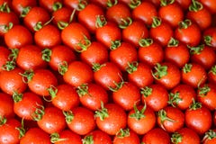 Mogna saftiga tomater arkivfoto Mogna saftiga tomater arkivfoto