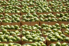Mogna vattenmelon som packas i kartonger f arkivbilder Mogna vattenmelon som packas i kartonger f arkivbilder