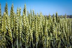 Mognar i fältvetet med bra täthet och som stoppar till med spikelets royaltyfria bilder Mognar i fältvetet med bra täthet och som stoppar till med spikelets royaltyfria bilder
